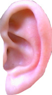 Tournures prdicatives auditives