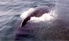 Une baleine passe sous le bateau.