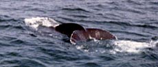 Une baleine passe &agrave; proximit&eacute;